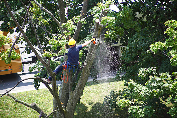 How Our Tree Care Process Works  in  Reynolds Heights, PA